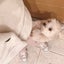 ぴぴのサムネイル