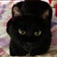 kittyのサムネイル