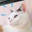 しーちゃんと保護ねこ活動のサムネイル