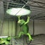 イグアナのオルフェのサムネイル