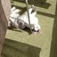 ひこにゃん。のサムネイル