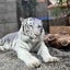 ねこが大好きのサムネイル