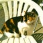 画像 よっちゃんズ 亡き猫'sと今猫 不健康婆隠居生活のユーザープロフィール画像