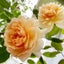 画像 花鉢ベランダ・花壇・日々のユーザープロフィール画像