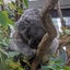 あべさんのサムネイル