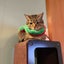 Emotosanのサムネイル