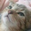 kozairohaのサムネイル