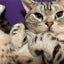 アザラシのサムネイル