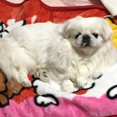 へぽ子のプロフィール