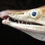 鱧のサムネイル