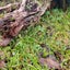 Shiki🌿のサムネイル