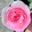 画像 ﾟ･*.ときめく暮らし.*･ﾟ〜小さな小さな薔薇庭で〜のユーザープロフィール画像