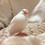 ぴーちゃんねるのサムネイル