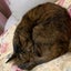 catlikeのサムネイル
