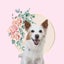 画像 犬が近付くと倒れる犬✴︎元保護犬まるこ日記のユーザープロフィール画像