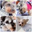 画像 犬服ハンドメイドＤｗａｒｆ（ドワーフ）のユーザープロフィール画像