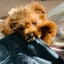 犬が苦手だった私とトイプー（ティー）ららのブログのサムネイル