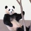 hanaのサムネイル