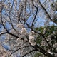 mimiのおすすめのサムネイル
