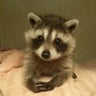 コツメたぬきのブログ♪のプロフィール