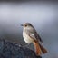 画像 kaerukumasの野鳥写真ブログのユーザープロフィール画像