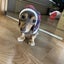 popipopiのサムネイル