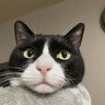たい子のプロフィール