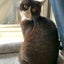 画像 猫のたらこ‍とマイストーリー♡のユーザープロフィール画像