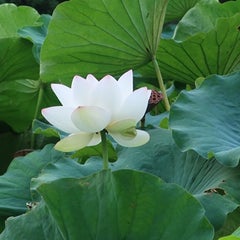 高村寺社のプロフィール