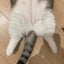 猫に踏まれたチェリーのサムネイル