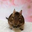 kotonohaのサムネイル