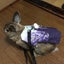 ゴーちゃんママのサムネイル