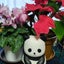 くまこ（・(ｪ)・）のサムネイル