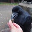 ナオのサムネイル