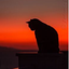 画像 喪服を着た黒い猫のブログのユーザープロフィール画像