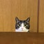らいらっくのサムネイル