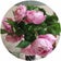 小さなお庭のお花さん達を中心にたまに持病の事も書き留めます。hana-sora-umi-kazeのブログ