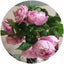 画像 小さなお庭のお花さん達を中心にたまに持病の事も書き留めます。hana-sora-umi-kazeのブログのユーザープロフィール画像