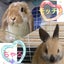 momoのサムネイル