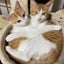 画像 5匹の保護猫＆1匹の里猫と暮らす【猫にゃん日記】のユーザープロフィール画像