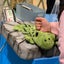 ぴぴのすけのサムネイル