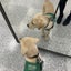 画像 アメリカでパピーウォーカー＆日本で介助犬ボランティアのユーザープロフィール画像