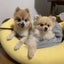 画像 元保護犬　pino  &fukuのユーザープロフィール画像