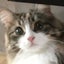 画像 オフィーの猫ブログのユーザープロフィール画像