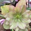 画像 今日のワタシと　お庭のお花のユーザープロフィール画像