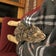 nekocatkatchatのブログ