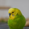 武チャンのプロフィール
