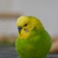 武チャンのサムネイル