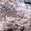 chisaのサムネイル
