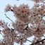 ちびまるままのサムネイル